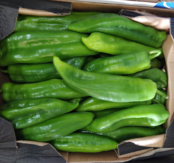 PIMIENTO VERDE ITALIANO - KG (Aragón)