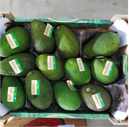 AGUACATE HASS cal 12-16 - KG (Importación)