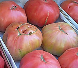 TOMATE ROSA EXTRA - KG (España)