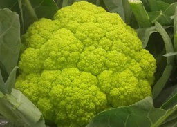 COLIFLOR VERDE - UND (Aragón)